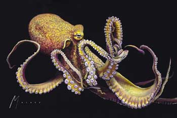 Octopus by Shawn Mackey - Art at Ocean Blue Galleries