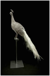 Peacock Albino Tabletop by Clarita Brinkerhoff at Ocean Blue Galleries Peacock Albino Tabletop by Clarita Brinkerhoff at Ocean Blue Galleries