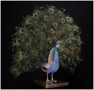 Peacock Open Feathers by Clarita Brinkerhoff at Ocean Blue Galleries
